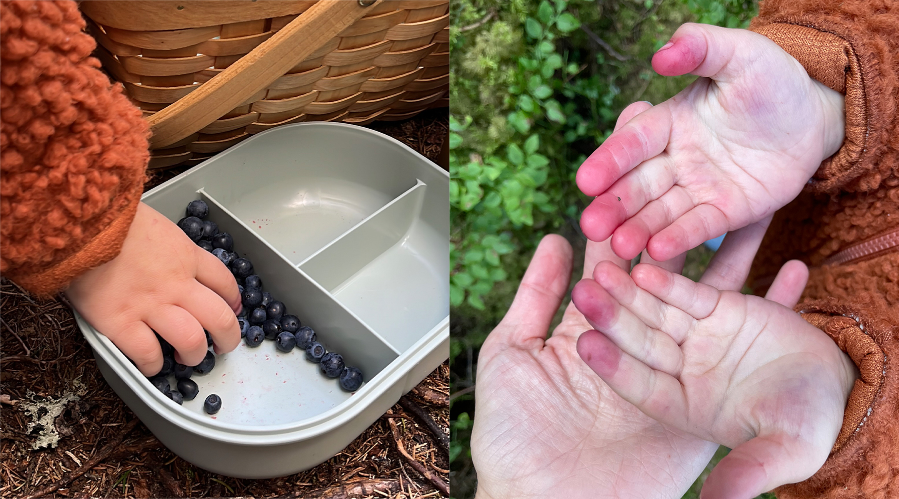 Kinder pflücken Blaubeeren
